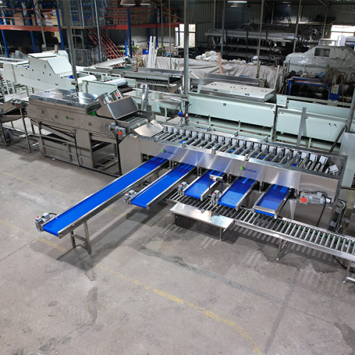 carrot sorting machine carrot sorting machine